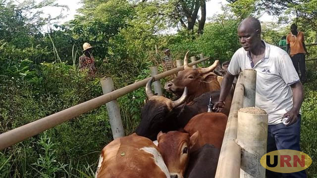 Mandatory FMD mass vaccination sparks debate over new farmer fees